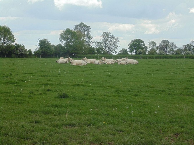 Balade autour de Beuzeville (départ de Beuzeville)