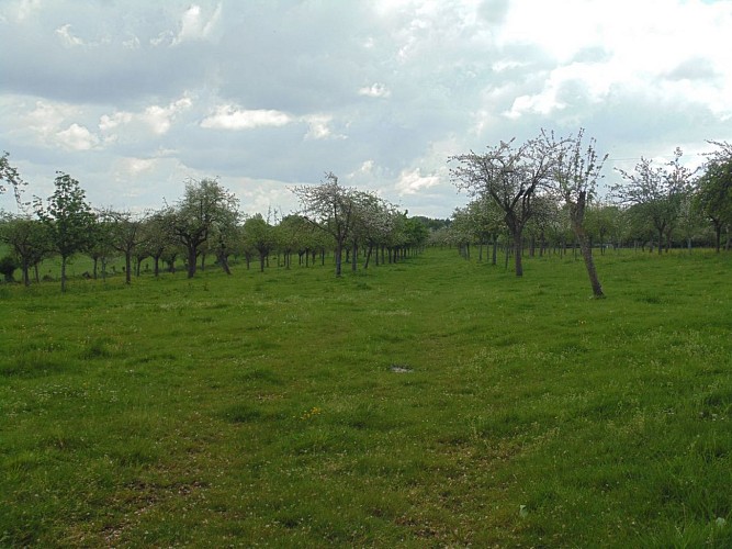 Balade autour de Beuzeville (départ de Beuzeville)
