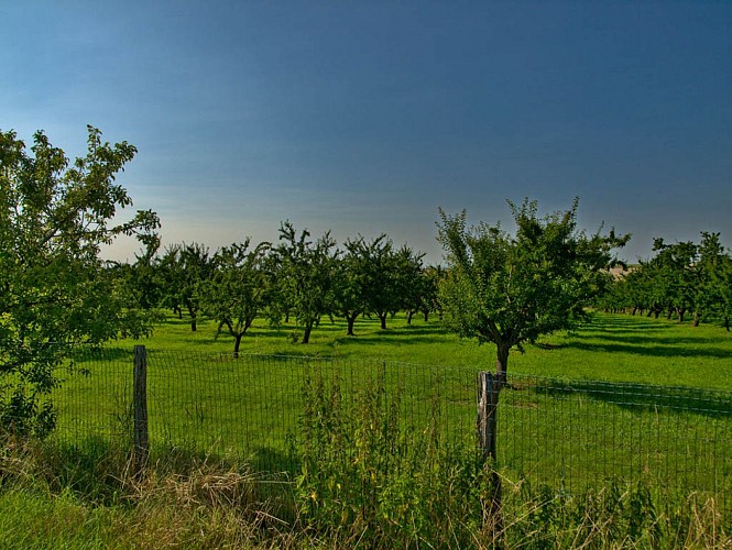 Vergers à Saint-Jure
