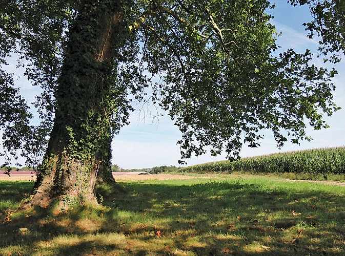 La randonnée des amoureux, randonnée pédestre à Cerneux, proche de Provins