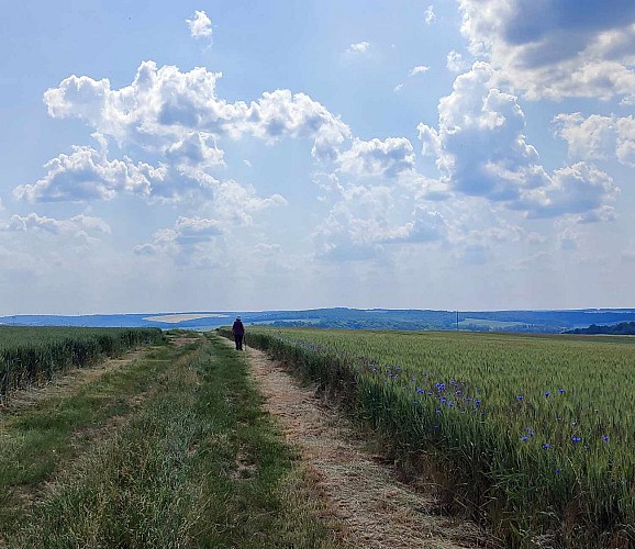 sur les chemins blancs