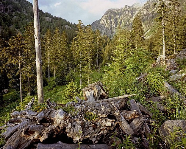 Vieilles souches et bois mort dans une clairière de coupe d'une forêt de conifères du Boréon. Paysage forestier.
