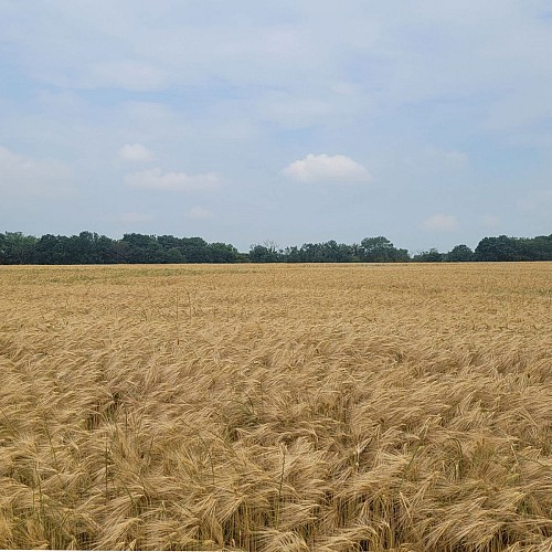 Comme la toile "Champ de blé aux corbeaux" de Van Gogh