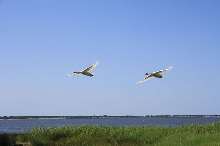 A Audenge, sur le Domaine de Graveyron entre terre et eaux