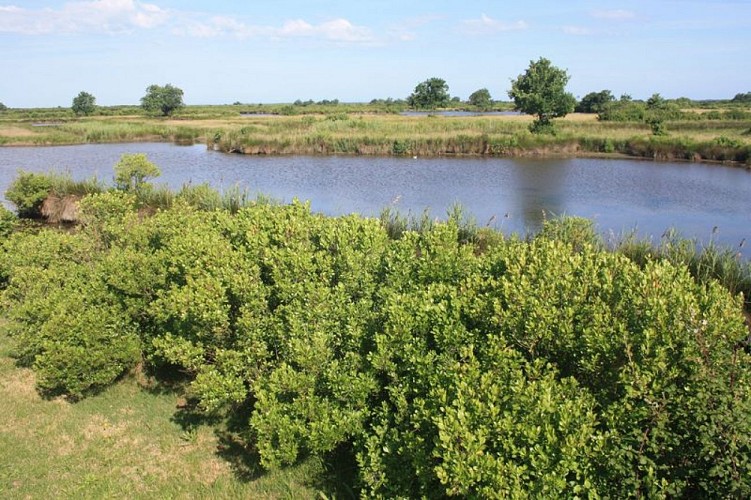 A Audenge, sur le Domaine de Graveyron entre terre et eaux