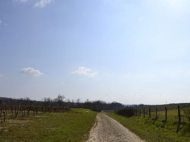 Boucle de Castelmoron d'Albret (2)