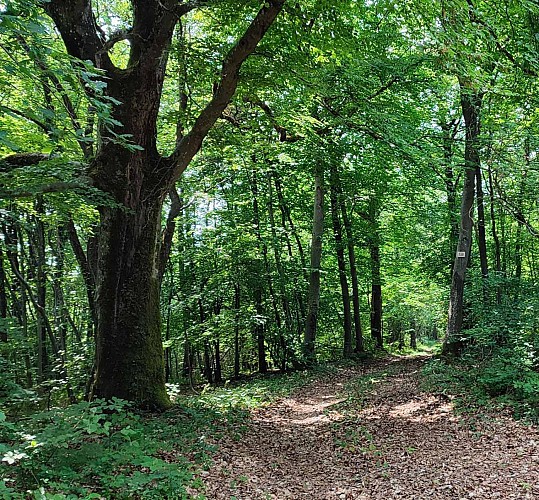 La forêt - Haute futée et chemin