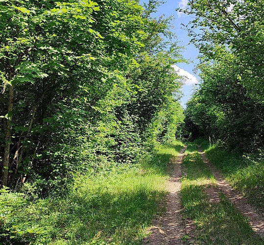 Chemin en forêt