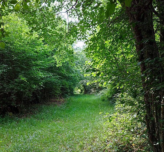 Chemin en forêt
