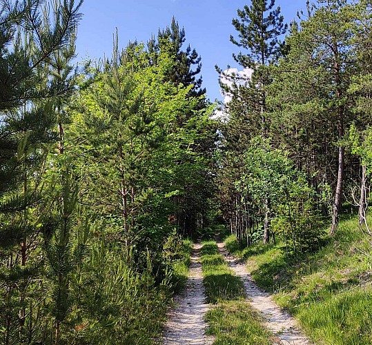 Chemin - Changement de végètation