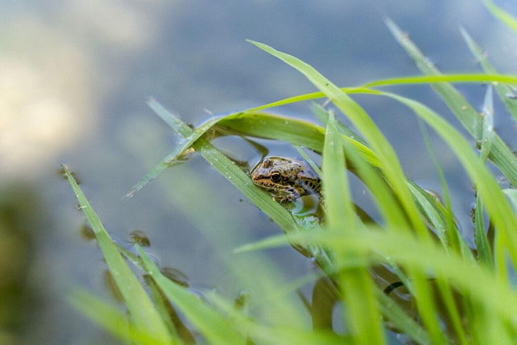 Grenouille dans le Céou