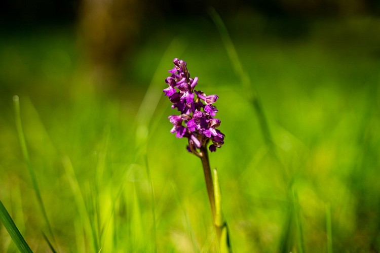 Orchidee sauvage en Pays de Gourdon