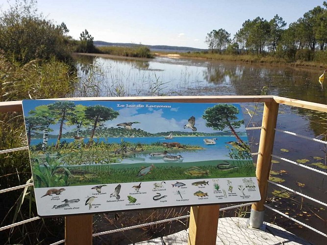 Le sentier de la Berle : un sentier naturellement fun !