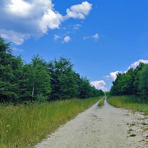 route forestière