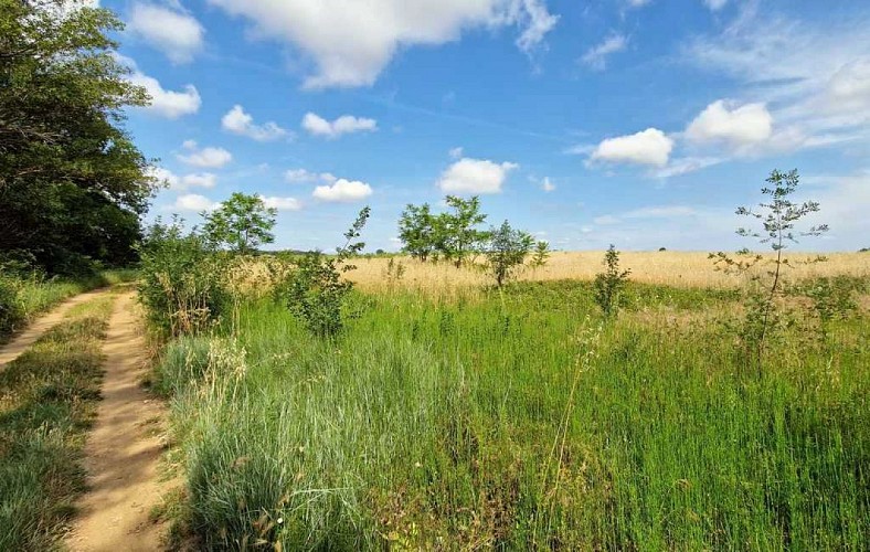 RANDONNEE SENTIERS, RIVIERE ET SOUS-BOIS