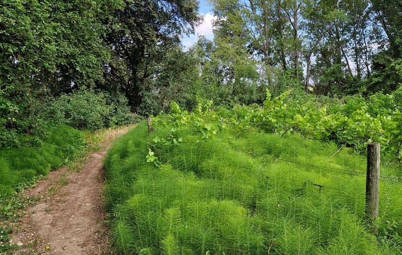 RANDONNEE SENTIERS, RIVIERE ET SOUS-BOIS