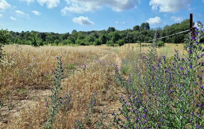 RANDONNEE SENTIERS, RIVIERE ET SOUS-BOIS