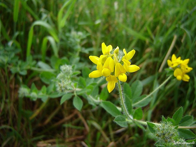 Fiche-34-Lotier-cornicule-TIS