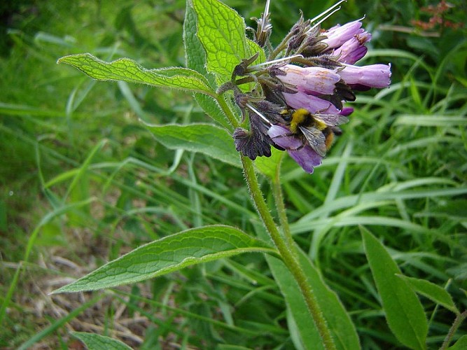 Fiche-33-Consoude-officinale-1-TIS