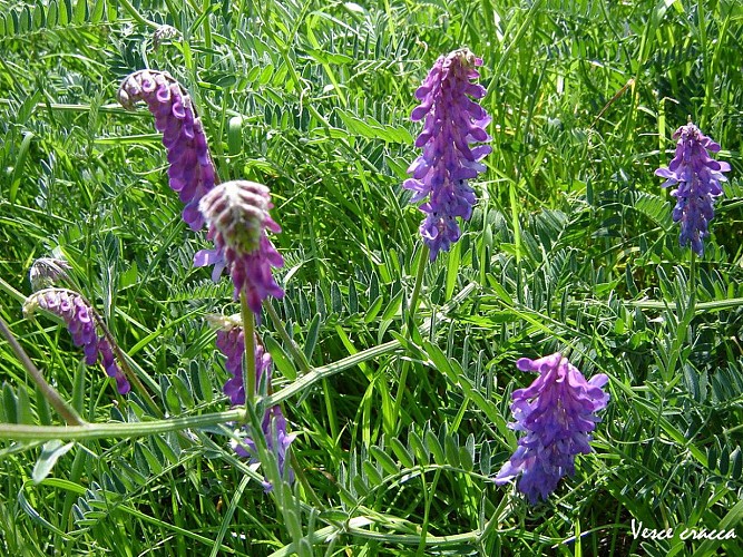 Fiche-46-Vesce-cracca-1-TIS