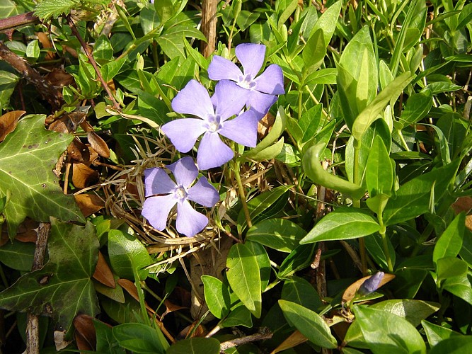 Fiche-48-Petite-pervenche-TIS