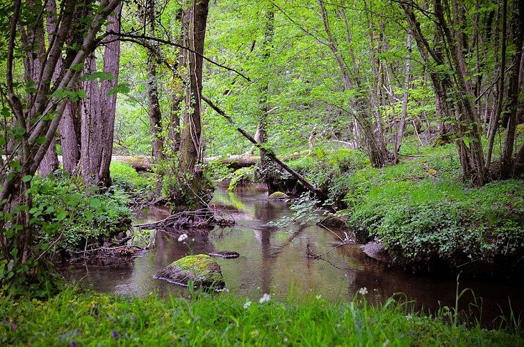 St-Germain-de-Tallevende--7--TIS