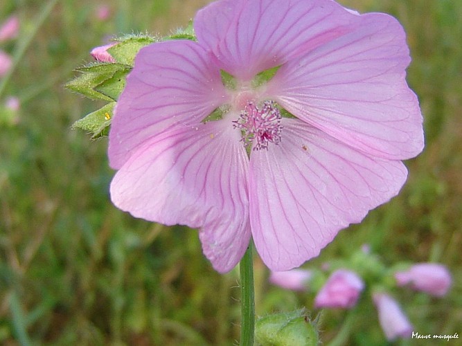 fiche-49-Mauve-musquee-TIS