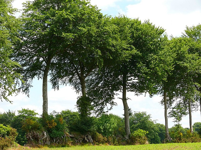 BOCAGENORMAND-CHAMPS-CAMPAGNE-10021-CALVADOS-TOURISME-LIBRE