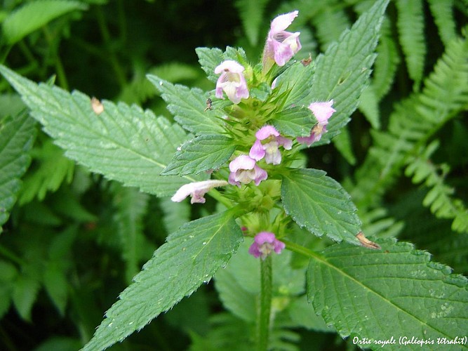 fiche-50-Ortie-royale--Galeopsis-tetrahit--TIS