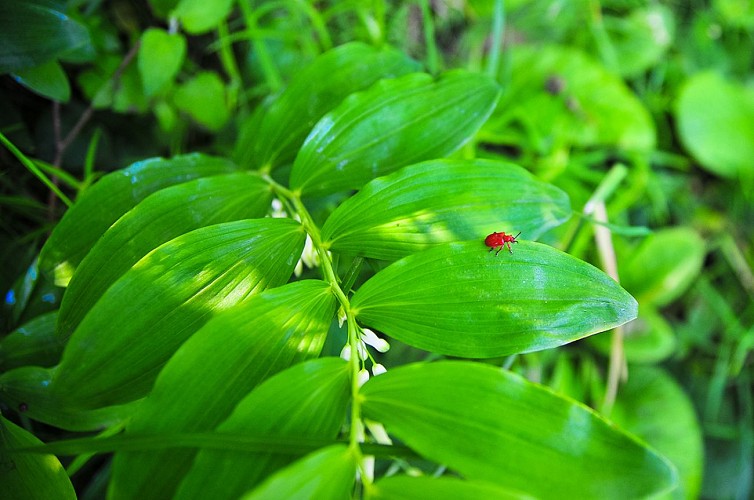 fiche-36-Sceau-de-Salomon-TIS