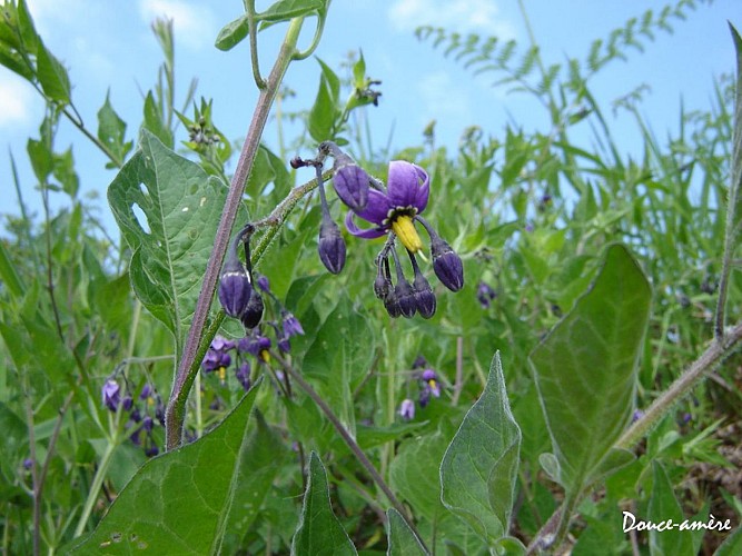 Fiche-52-Douce-amere-TIS