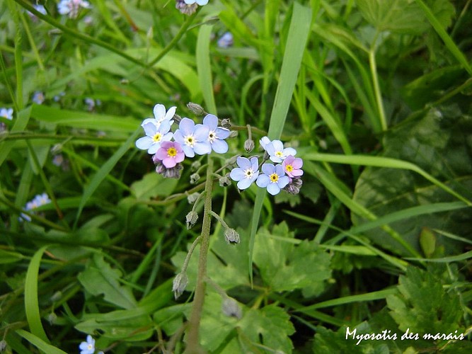 Fiche-39-Myosotis-des-marais-1-TIS