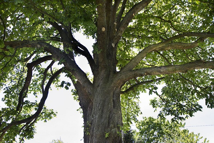 le-beau-marronnier-du-theil-bocage-TIS