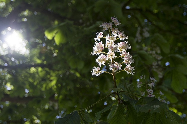 fleur-de-marronnier-TIS