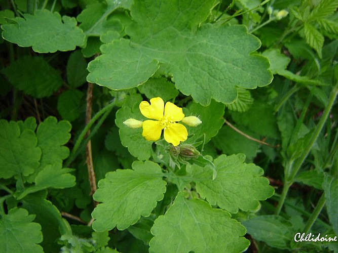 Fiche-53-Chelidoine-TIS