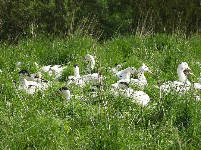 les-canards-de-la-ferme-de-linoudel-TIS