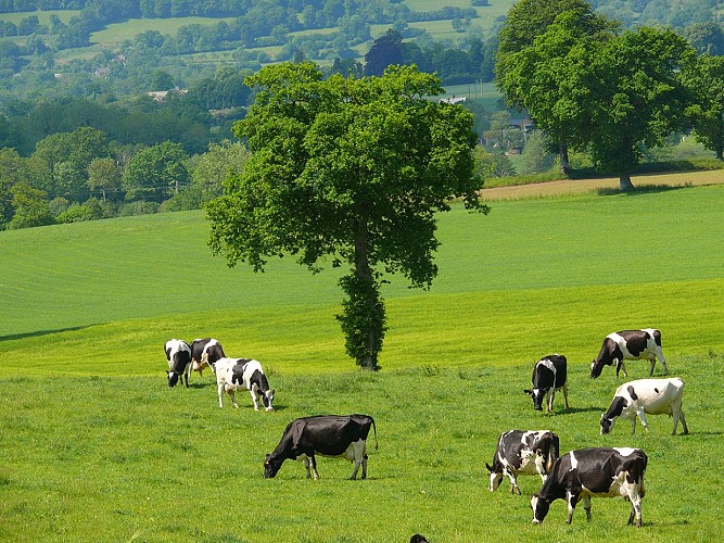 BOCAGENORMAND-PAYSAGE-CHAMPS-CAMPAGNE-VACHE-10015-CALVADOS-TOURISME-LIBRE