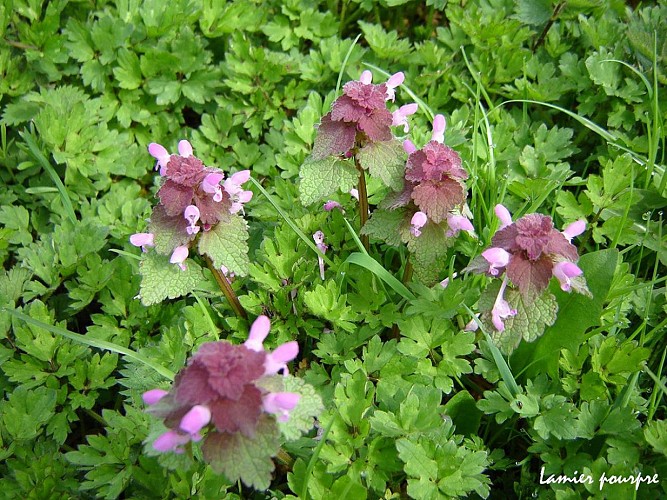 Fiche-41-Lamier-pourpre-2-TIS