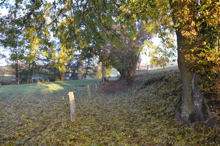 photo chemin feuilles