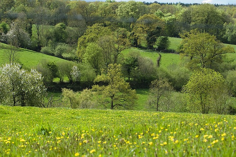 La grande palette de verts normands.