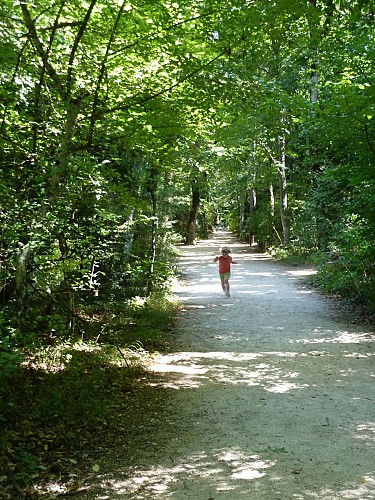 Forêt de la Sainte-Baume