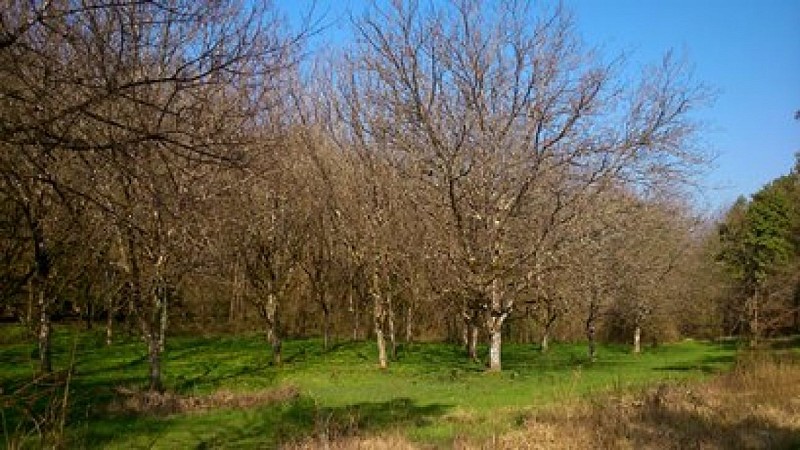 noyeraiA