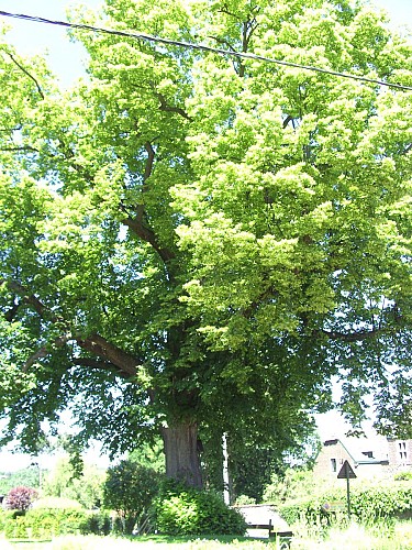 Argenteau_Balade découverte de la capitale de la BM_TILLEUL(2)©ADL Visé