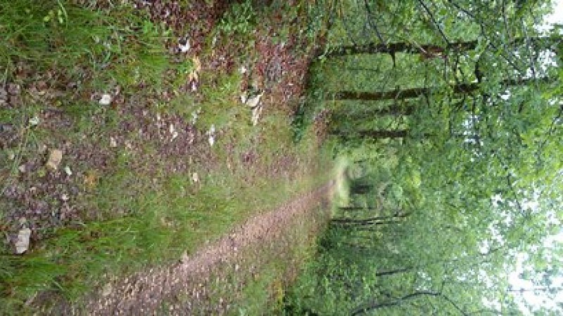 sous bois