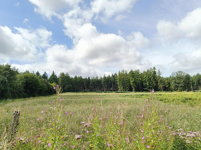 Paliseul - La Sauvianaise - Paysage (L.Etienne)