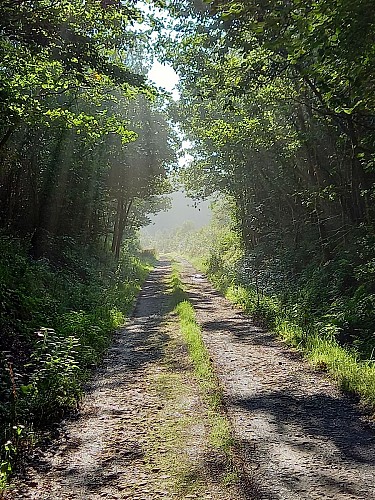 Paliseul ete22 VTTvertPA34MTBA LD (1 (6)