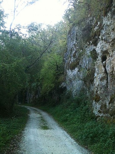 FALAISE ARBRE VALLEE DU CEOU