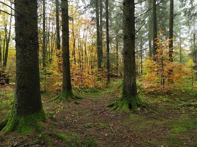 Croix Scaille - 2020-automne-prom Espace Liberté 44-forêt-(AG)jpg (5)