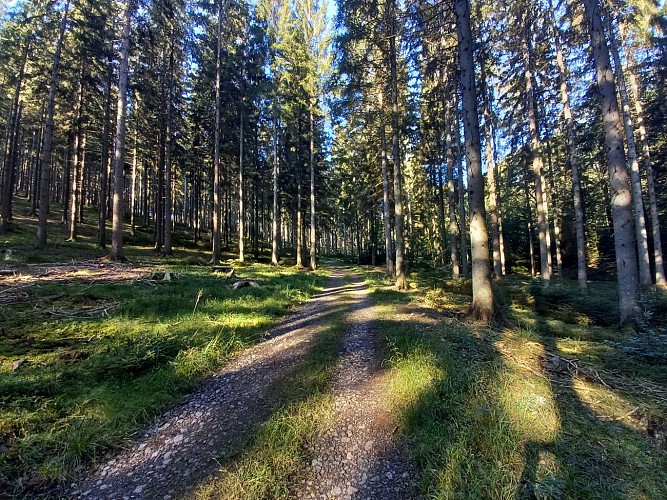 Daverdis ete22 VTTjaune2 MTBA LD (1)