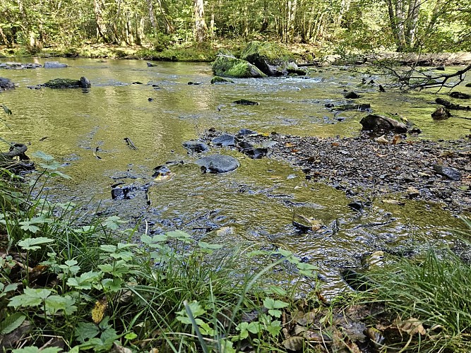 Procheresse ete 23 circuit VTT jaune et bleu Lesse AVMTBA (34)